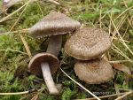 Braunvioletter Risspilz-Inocybe cincinnata