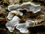 Fleischgrauer Knorpelporling-Skeletocutis carneogrisea