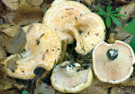 Queradriger Milchling-Lactarius acerrimus