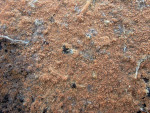 ?-Tomentella coerulea