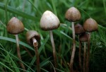 Spitzkegeliger Kahlkopf-Psilocybe semilanceata