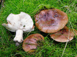 Getropfter Kiefernritterling-Tricholoma pessundatum
