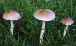 Purpurgrauer Träuschling-Stropharia inuncta