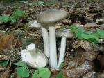 Breitblättriger Holzrübling-Megacollybia platyphylla