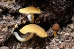 Goldbrauner Dachpilz-Pluteus chrysophaeus