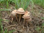 Dunkelrandiger Düngerling-Panaeolus cinctulus