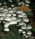 Olivgelber Helmling-Mycena arcangeliana