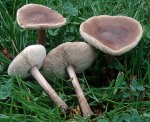 Ausgefranster Weichritterling-Melanoleuca exscissa var. exscissa