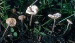 Dreifarbiger Zwergschwindling-Marasmiellus tricolor
