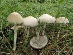 Behangener Faserling-Psathyrella candolleana