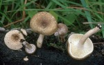 Getigerter Sägeblättling-Lentinus tigrinus
