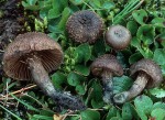 Blaufüssiger Risspilz-Inocybe calamistrata