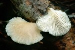 Zweisporiger Muscheling-Hohenbuehelia fluxilis