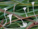 : Scheinhelmling-Hemimycena epichloë