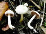 Großsporiger Fälbling-Hebeloma gigaspermum