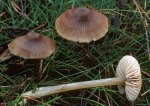 Ockerblättriger Glöckling-Entoloma cetratum
