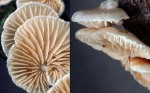 : Stummelfüsschen-Crepidotus cesatii