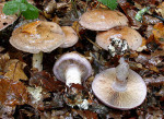Blasser Schleimkopf-Cortinarius largus