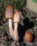 Rotbestäubter Tintling-Coprinopsis erythrocephala