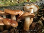 Bitterer Eichenritterling-Tricholoma ustaloides