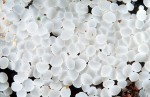 : Holzbecherchen-Bisporella macra