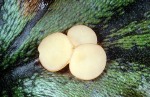 :-Bryoscyphus marchantiae