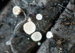 Kiefernnadeln-Haarbecherchen-Cistella acuum