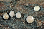 ? Graddonia-Graddonia coracina
