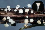 Schildförmiger Stengelbecherling-Hymenoscyphus scutula