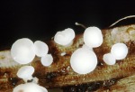 : Stengelbecherchen-Hymenoscyphus subtilis