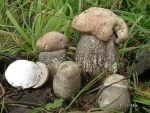 Brauner Pappel-Raustielröhrling-Leccinum duriusculum