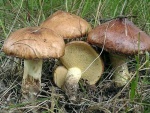 Ringloser Butterpilz-Suillus collinitus