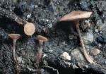 Gemeiner Sklerotienbecherling-Sclerotinia sclerotiorum