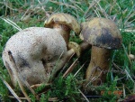 Parasitischer Röhrling-Xerocomus parasiticus