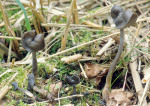 Schwarze Lorchel-Helvella atra