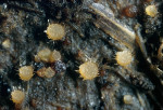 :-Lasiobolus cuniculi