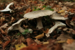 Nebelgrauer Trichterling-Clitocybe nebularis