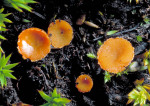 Nördliches Moosschälchen-Neottiella aphanodictyon