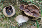Weinroter Becherling-Peziza ampelina