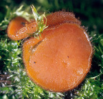 : Schildborstling-Scutellinia subhirtella