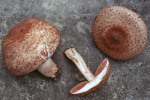 Dunkelfaseriger Egerling-Agaricus fuscofibrillosus