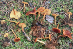 Dottergelber Schönkopf-Calocybe chrysenteron