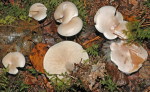Streuliebender Trichterling-Clitocybe phyllophila