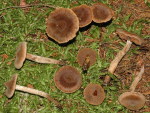 Strubbeliger Gürtelfuss-Cortinarius angelesianus