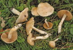 Kristallschleimfuss-Cortinarius barbatus
