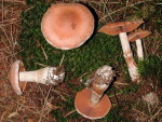 Zimtroter Gürtelfuss-Cortinarius laniger