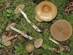 Ockerblättriger Seidenkopf-Cortinarius ochrophyllus