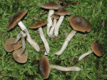 Wurzelnder Jodoformwasserkopf-Cortinarius rigens