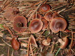 Halbbehangener Gürtelfuss-Cortinarius semivestitus