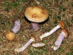 Honigschleimfuss-Cortinarius stillatitius